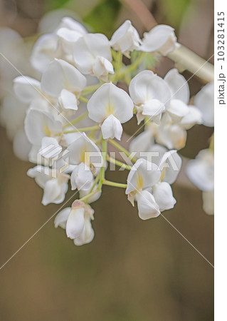 家の周りの草花　四季の色々　白い可憐な花びら　森の妖精　白色の藤 103281415