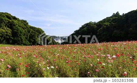 花の国(神奈川県横須賀市久里浜)のポピー 花の国(神奈川県横須賀市久里浜)のポピー 103281506