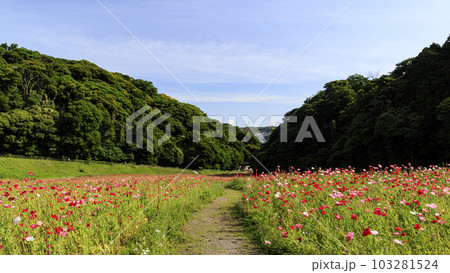花の国（神奈川県横須賀市久里浜）のポピー 103281524