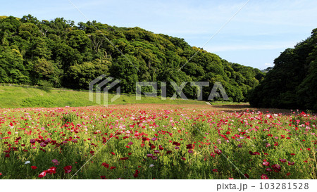 花の国(神奈川県横須賀市久里浜)のポピー 花の国(神奈川県横須賀市久里浜)のポピー 103281528