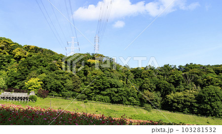 花の国(神奈川県横須賀市久里浜)のポピー 花の国(神奈川県横須賀市久里浜)のポピー 103281532
