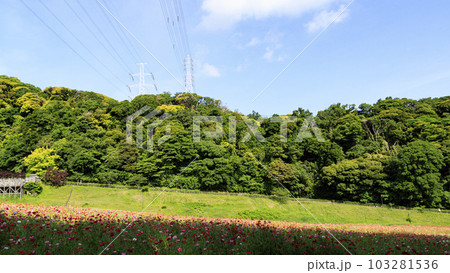 花の国（神奈川県横須賀市久里浜）のポピー 103281536