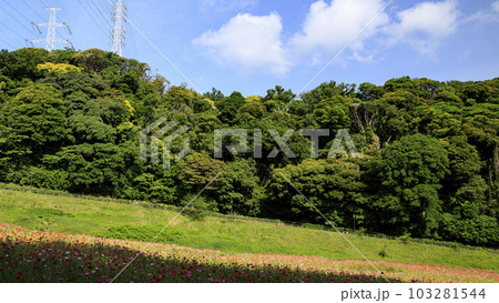 花の国(神奈川県横須賀市久里浜)のポピー 花の国(神奈川県横須賀市久里浜)のポピー 103281544