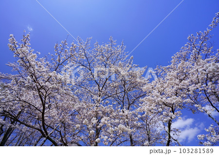 規模の四月・桜の大木 103281589