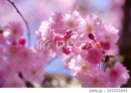 希望の四月・暖かい枝垂れ桜のクローズアップ 希望の四月・暖かい枝垂れ桜のクローズアップ 103281641