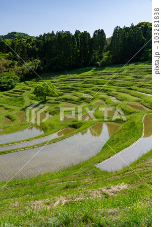 大山千枚田 大山千枚田 103281838