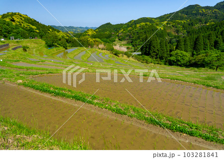 大山千枚田 103281841