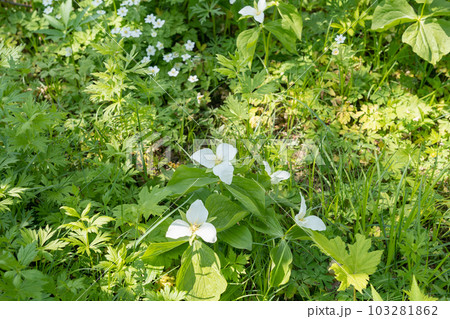 オオバナノエンレイソウの花 北海道の春の山野草 オオバナノエンレイソウの花 北海道の春の山野草 103281862