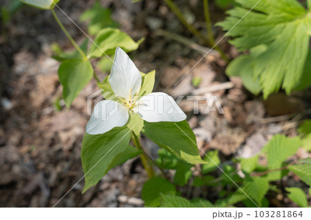オオバナノエンレイソウの花 北海道の春の山野草 オオバナノエンレイソウの花 北海道の春の山野草 103281864