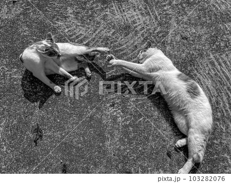 キャッツ~コンクリートの上の2匹の猫 キャッツ~コンクリートの上の2匹の猫 103282076