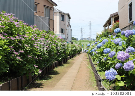 花の小径 103282081