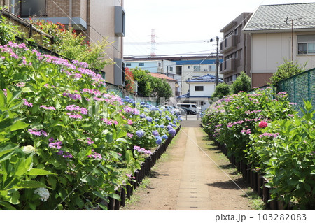 花の小径 103282083