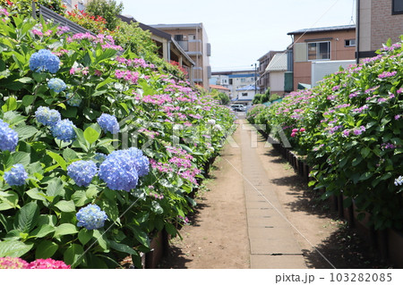 花の小径 103282085