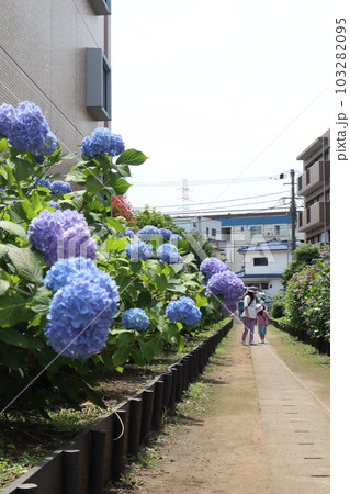 花の小径 花の小径 103282095