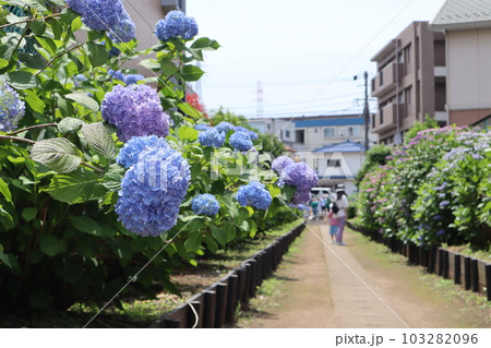 花の小径 花の小径 103282096