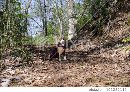 座るビーグル犬 座るビーグル犬 103282113