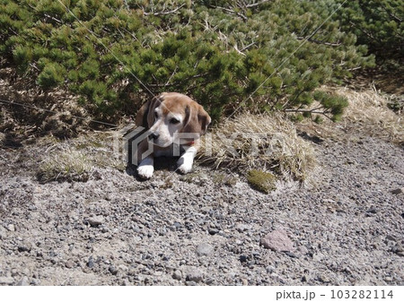 フセするビーグル犬 フセするビーグル犬 103282114