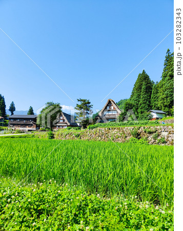 相倉合掌造り集落(夏) 相倉合掌造り集落(夏) 103282343