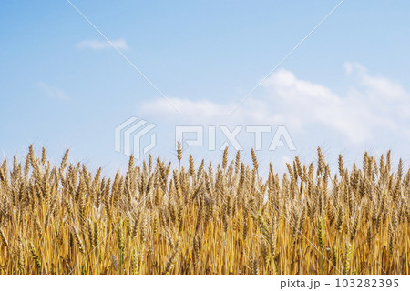 麦の穂　麦畑　小麦　イメージ素材　背景素材 103282395