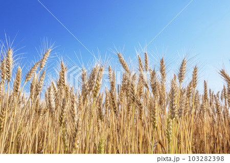 麦の穂 麦畑 小麦 イメージ素材 背景素材 麦の穂 麦畑 小麦 イメージ素材 背景素材 103282398