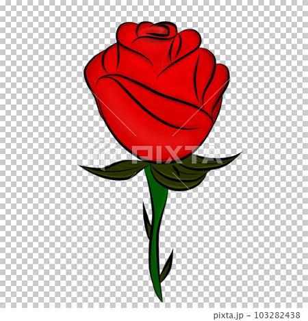 Red rose 103282438