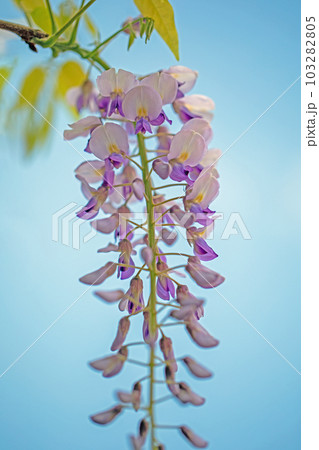 家の周りの草花 四季の色々 美しく輝く 紫の花びら 藤の花 家の周りの草花 四季の色々 美しく輝く 紫の花びら 藤の花 103282805