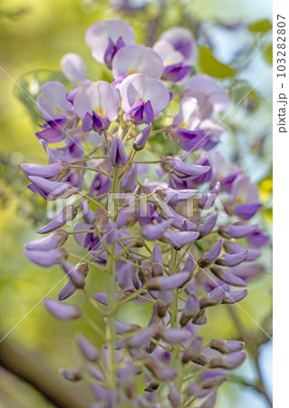 家の周りの草花　四季の色々　美しく輝く　紫の花びら　藤の花 103282807