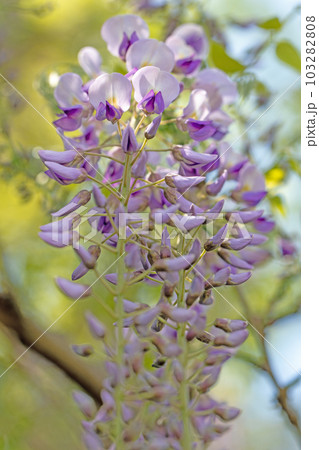 家の周りの草花 四季の色々 美しく輝く 紫の花びら 藤の花 家の周りの草花 四季の色々 美しく輝く 紫の花びら 藤の花 103282808