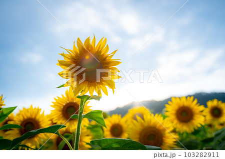 ひまわり畑 103282911