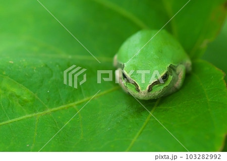 二ホンアマガエルのアップ 103282992