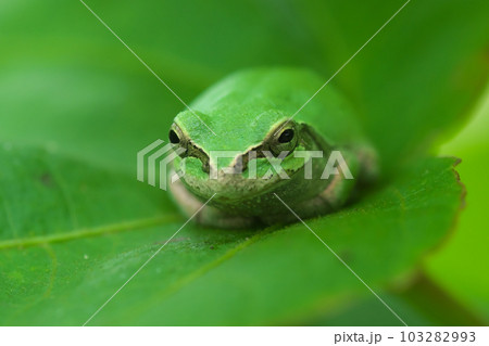 二ホンアマガエルのアップ 二ホンアマガエルのアップ 103282993