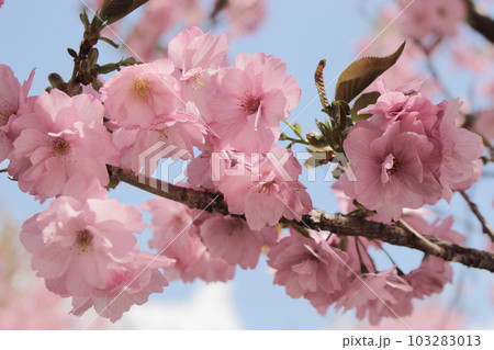 ピンク色の桜 103283013