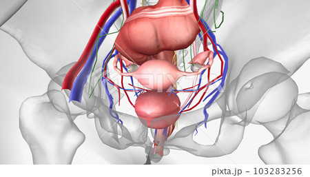 The pelvis is the most inferior region of the trunk. It contains the reproductive organs, as well as the rectum and bladder 103283256