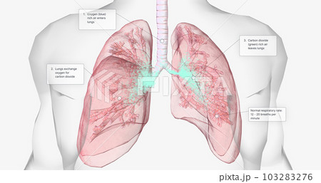 During normal breathing, oxygen rich air enters through your nose or mouth and reaches the lungs through your airways. 103283276