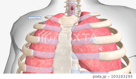 Normal breathing brings fresh oxygen down your trachea and into your lungs with an inhale. 103283293