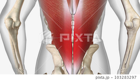Back pain is a common condition in adults and is often temporary. 103283297