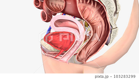 Grade 0 is characterized by the normal anatomical position of both the rectum and the vagina, with no bulging present. 103283299