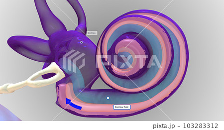 In the inner ear, sound waves move into a fluid-filled, spiral bone called the cochlea. In the inner ear, sound waves move into a fluid-filled, spiral bone called the cochlea. 103283312
