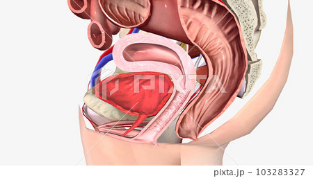 Grade 0 is characterized by the normal anatomical position of both the rectum and the vagina, with no bulging present. 103283327