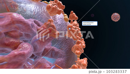 The COVID-19 Vaccine Development Approach 103283337