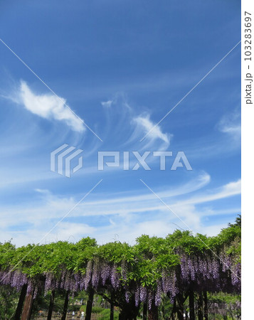 満開の藤の花と青空に浮かぶ白い雲 103283697