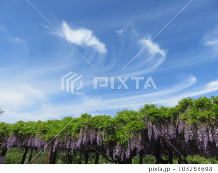 満開の藤の花と青空に浮かぶ白い雲 103283698