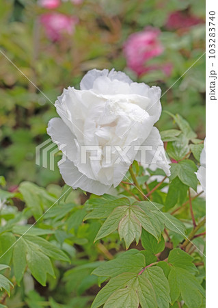家の周りの草花 四季の色々 大輪の花 美しく輝く 春のボタン 家の周りの草花 四季の色々 大輪の花 美しく輝く 春のボタン 103283740