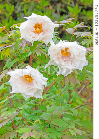 家の周りの草花 四季の色々 大輪の花 美しく輝く 春のボタン 家の周りの草花 四季の色々 大輪の花 美しく輝く 春のボタン 103283741