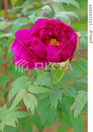 家の周りの草花　四季の色々　大輪の花　美しく輝く　春のボタン 103283804