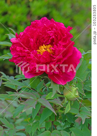 家の周りの草花 四季の色々 大輪の花 美しく輝く 春のボタン 家の周りの草花 四季の色々 大輪の花 美しく輝く 春のボタン 103283805