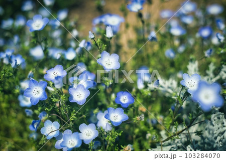 ネモフィラ ネモフィラ 103284070