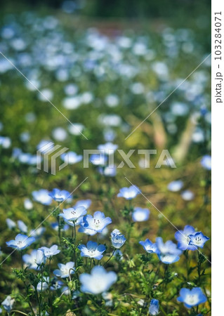 ネモフィラ 103284071