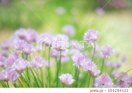 チャイブ チャイブ 103284122