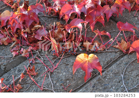 綺麗な紅葉 綺麗な紅葉 103284253